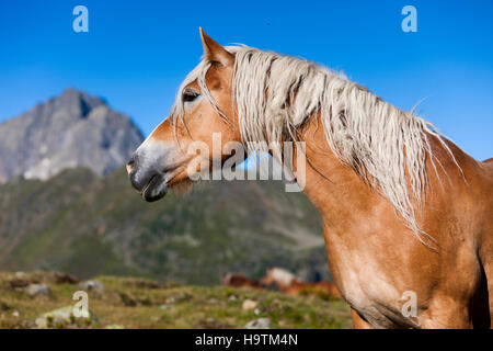 Haflinger, Alm, Kühtai, Tirol, Österreich Stockfoto