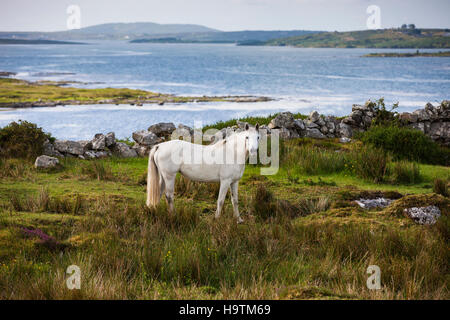 Connemara Pony entlang der Bucht, Connemara, Galway, Irland Stockfoto