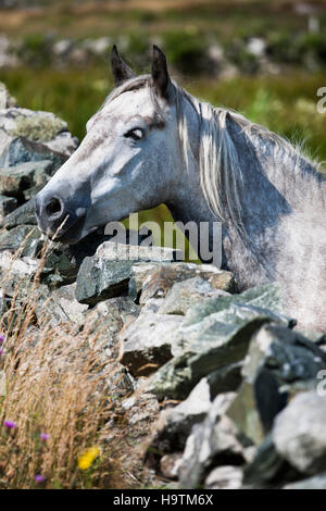 Connemara Pony suchen über Steinmauer, Connemara, Galway, Irland Stockfoto