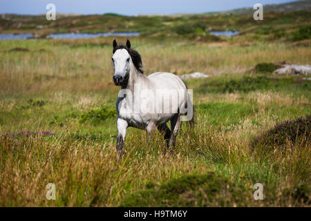 Connemara Pony trabt in Heide, Galway, Irland Stockfoto