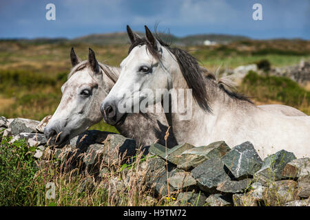 Connemara Ponys Blick über Steinmauer, Connemara, Galway, Irland Stockfoto