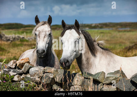 Connemara Ponys Blick über Steinmauer, Connemara, Galway, Irland Stockfoto