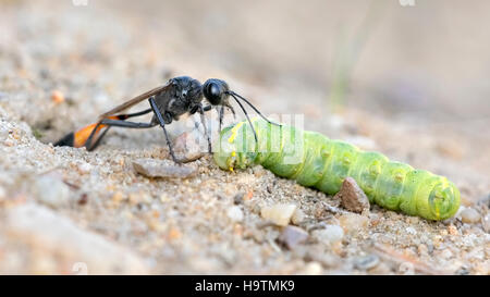 Gemeinsamen Sand Wasp (Ammophila Sabulosa) mit Beute bei Verschachtelung Tube, Raupe des Owlet Moth (Noctuidae) Stockfoto