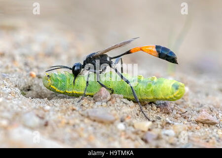 Gemeinsamen Sand Wasp (Ammophila Sabulosa) mit Beute bei Verschachtelung Tube, Raupe des Owlet Moth (Noctuidae) Stockfoto