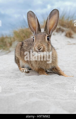 Wildkaninchen (Oryctolagus Cuniculus), Strand, Dünen, Mecklenburg-Vorpommern, Deutschland Stockfoto