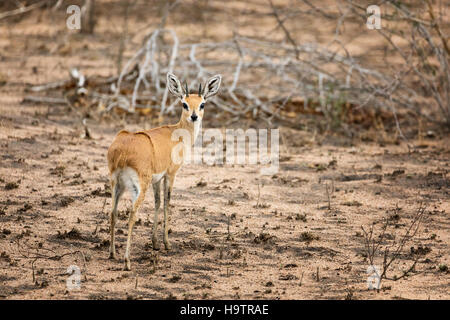 Ein Erwachsenen Steinböckchen im Krüger National Park. Die Steinböckchen ist die kleinste Antilope in Süd- und Ostafrika. Stockfoto