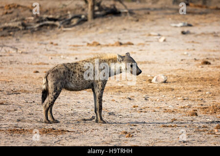 Stehende Hyäne, Seitenansicht, in Krüger Nationalpark, Südafrika Stockfoto