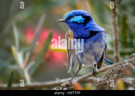 Männliche wunderschöne Fee Wren Stockfoto