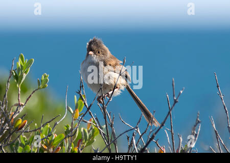 Wunderschöne Fee Wren weiblich Stockfoto