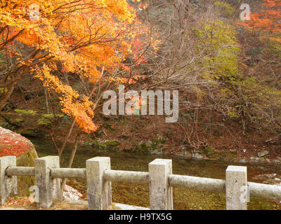 Leuchtende Orange Farben des Herbstes verlässt am Ufer Flusses mit Stein Zaun, Südkorea Stockfoto