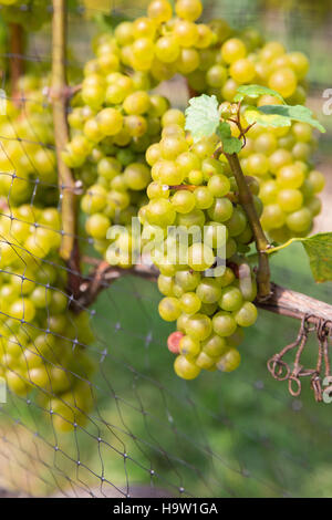 Reife Trauben am Weinstock wächst im Weingut Weingut Stockfoto