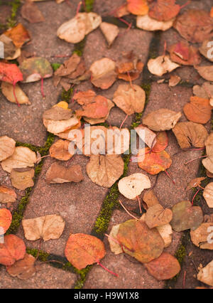 Gefallene Blätter, Cercis canadensis. Herbstblattfarbe, Devon, Großbritannien. Oktober Stockfoto