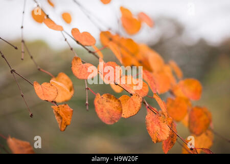 Cercis canadensis Herbstblatt, Devon, Großbritannien. Oktober Stockfoto