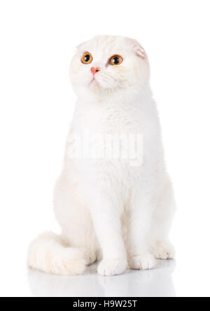 weiße britische Kurzhaarkatze mit gelben Augen, isoliert Stockfoto