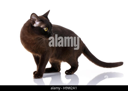 schwarze Katze birmanischen stehend auf einem weißen Hintergrund Stockfoto