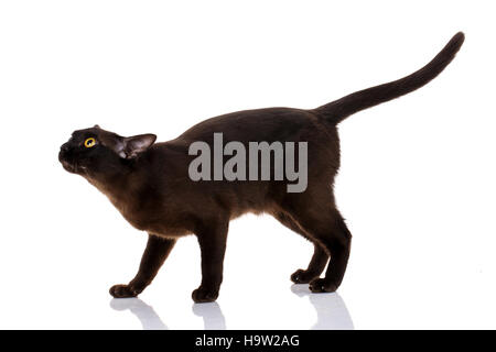 schwarze Katze birmanischen stehend auf einem weißen Hintergrund Stockfoto