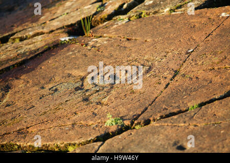 Achnabhreac Stone Carving, Achnabhreac, Kilmartin Glen, Argyll & Bute Stockfoto