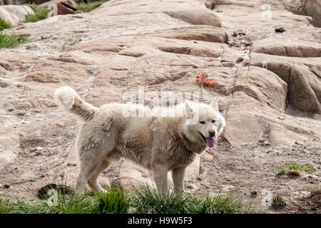 Grönland Husky Hund (Canis Lupus Familiaris Borealis) gebunden oben außerhalb im Stadtteil Hund im Sommer. Sisimiut Qeqqata Grönland Stockfoto