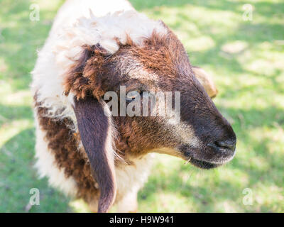 Das Baby schöne Schafe sucht direkt auf den Betrachter Stockfoto