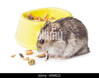 Maus essen Getreide in der Nähe von Schüssel isoliert auf weißem Hintergrund Stockfoto