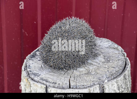 Igel auf dem Baumstumpf. Igel zusammengerollt in eine Kugel. Stockfoto