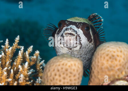 Maskierte Kugelfisch (Arothron Diadematus) frontalen Portrait, über Korallenriff schwimmen. Nahaufnahme Makro. Rotes Meer, Ägypten, November. Stockfoto