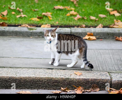 Larry Downing Street Katze, Chief Mouser, Cabinet Office. Larry ist ein braun-weiße Tabby. Stockfoto