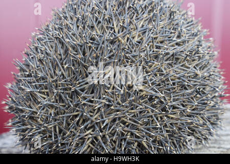 Igel auf dem Baumstumpf. Igel zusammengerollt in eine Kugel. Stockfoto