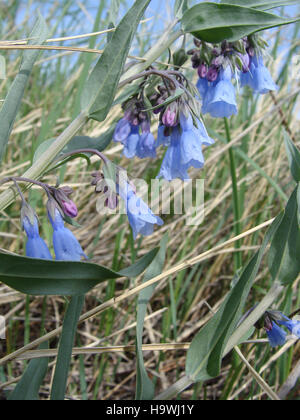 Badlandsnationalpark 8635937192 Lanceleaf Glockenblumen - Mertensia Lanceolata Stockfoto