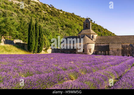 Lavendelfeld vor der Abbaye de Senanque, in der Nähe von Gordes, Vaucluse, Provence, Frankreich Stockfoto