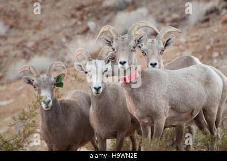 Dieses Bild zeigt ein Wüstenhirnschaf (Ovis canadensis nelsoni) in der Lake Mead National Recreation Area. Die Herde dieser einheimischen Säugetiere lebt in trockenen Wüstenlandschaften und setzt auf felsiges Gelände und Wasserquellen in der Region, um sie zu erhalten. Stockfoto