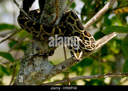 Im Everglades-Nationalpark wird eine burmesische Python gefangen, was das Problem der invasiven Arten verdeutlicht, das das Ökosystem des Parks beeinflusst. Das Bild spiegelt die Bemühungen wider, nicht einheimische Arten zu überwachen und zu kontrollieren, die die einheimische Tierwelt und die Artenvielfalt des Parks bedrohen. Stockfoto