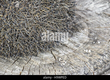 Igel auf dem Baumstumpf. Igel zusammengerollt in eine Kugel. Stockfoto