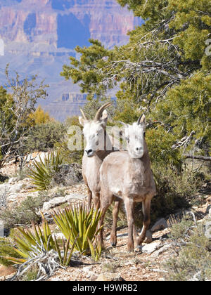 Wüstenbighorn-Schafe sind im Grand Canyon National Park beheimatet, insbesondere am Hermit Trail. Diese Säugetiere sind gut an die Wüstenumgebung angepasst, wo sie inmitten des zerklüfteten Geländes, der Vegetation und der vielfältigen Tierwelt gedeihen. Stockfoto