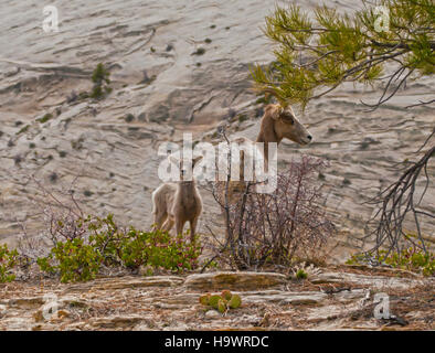 Dickhornschafe, Lämmer und Schafe, Teil der vielfältigen Tierwelt des Zion-Nationalparks, weiden in der zerklüfteten Landschaft des Parks. Diese Tiere spielen eine wichtige Rolle im Ökosystem des Parks. Stockfoto