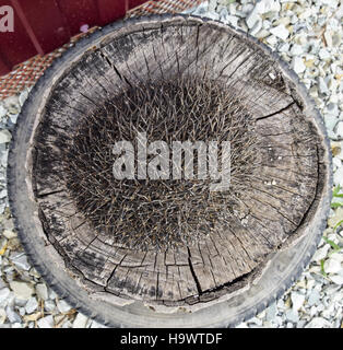 Igel auf dem Baumstumpf. Igel zusammengerollt in eine Kugel. Stockfoto