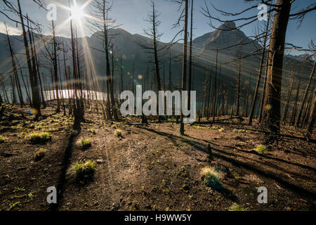 Glaciernps 24619954129 Reynolds Creek - Morgenstern Stockfoto