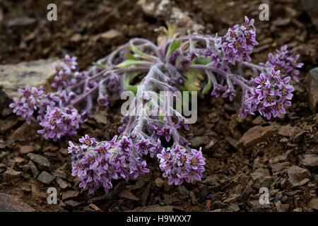 „Denalinps 7833278170 False Candytuft“ ist ein botanisches Kunstwerk, das wahrscheinlich den False Candytuft (Iberis amara) darstellt, eine blühende Pflanze, die für ihre hellen weißen Blüten bekannt ist. Das Gemälde hebt die zarte Struktur und das lebendige Aussehen der Pflanze hervor, die typisch für botanische Illustrationen sind. Stockfoto