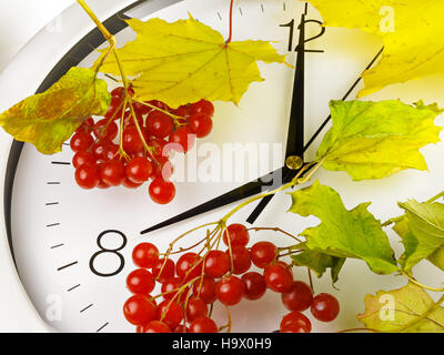 08:00. Ziffernblatt mit Blättern und reif Viburnum. Stockfoto