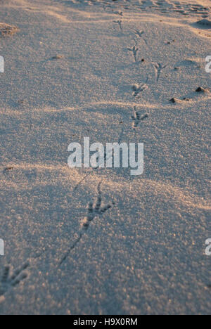 Der Bering Land Bridge National Park in Alaska bewahrt die Spuren alter Tiere und bietet einen Einblick in die einzigartige ökologische und historische Bedeutung der Region. Stockfoto