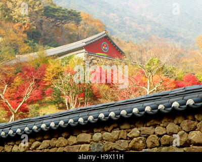 Einzigartige koreanische traditionelle Art Fassade und Steinmauer des alten Tempels in den bunten Herbst Laub, Südkorea Stockfoto