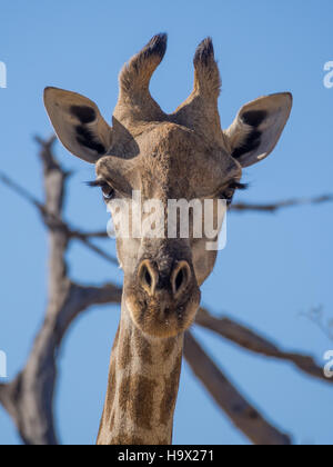 Porträt der neugierige Giraffe Loooking direkt auf den Betrachter, Safari im Moremi NP, Botswana Stockfoto