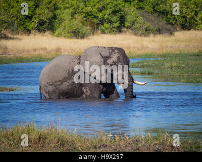 Riesige afrikanischen Elefanten Stier waten durch und trinken aus Flusswasser, Safari im Moremi NP, Botswana Stockfoto