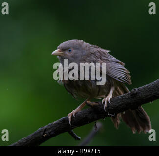 Gelb-billed Babbler aufgeblasen nach einem Regen, auf einem Ast in Seethawaka Gärten Sri Lanka. Stockfoto