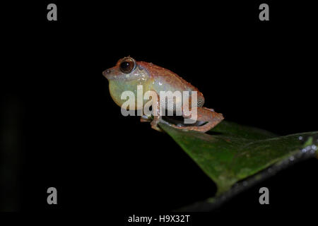 Eine seltene endemische Amphibienarten aus Sri Lanka. Stockfoto