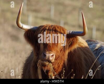 Highland Rinder Kühe im Feld sheffield Großbritannien Stockfoto