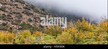 Nebel über Eichenwald in den Mazatzal Mountains zu bauen. Mazatzal Wildnis, Arizona Stockfoto