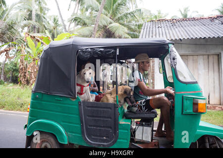 Tuc Tuc mit Hunden als Passagiere Sri Lanka Süd Stockfoto