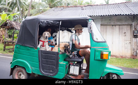 Tuc Tuc mit Hunden als Passagiere Sri Lanka Süd Stockfoto