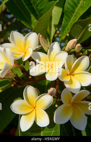 Blumen im Club Med in Sanya Bay, Insel Hainan, China Stockfoto